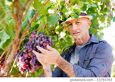 Man standing in vineyard 33793763