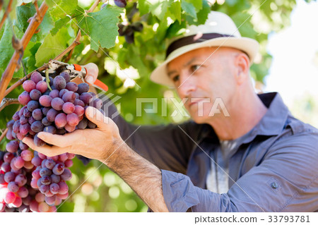 Man standing in vineyard 33793781