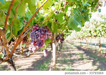 Red grapes in the vineyard 33793864