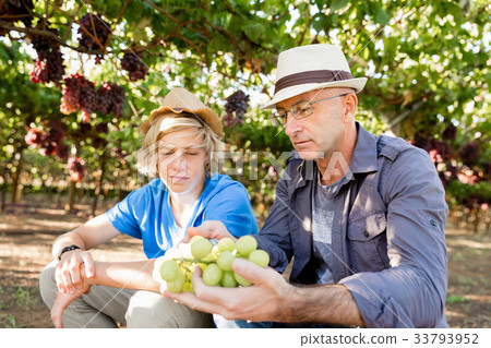 Father and son in vineyard Father and son in vineyard 33793952