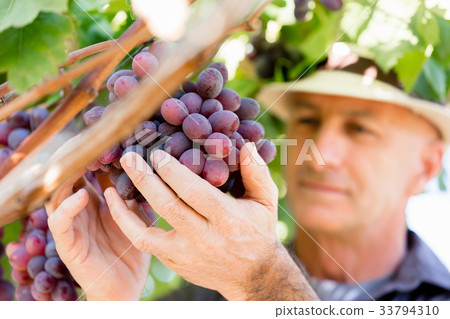 Man standing in vineyard 33794310