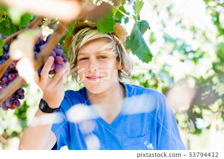 Boy in vineyard Boy in vineyard 33794412
