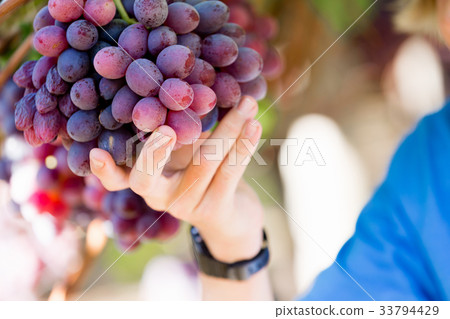Red grapes in the vineyard Red grapes in the vineyard 33794429