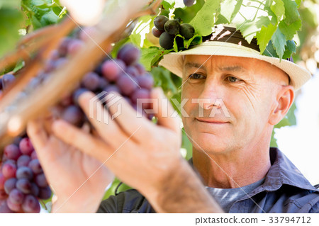 Man standing in vineyard Man standing in vineyard 33794712