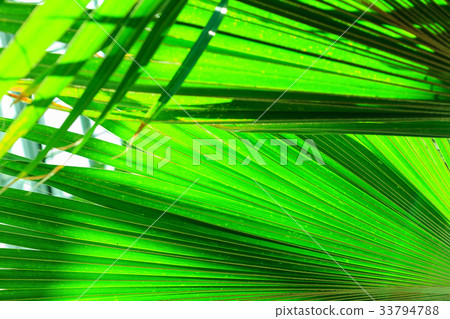 leaf texture 33794788