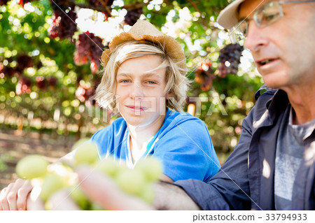 Father and son in vineyard Father and son in vineyard 33794933