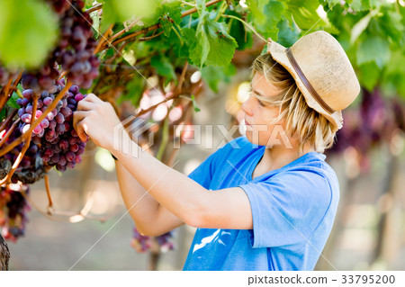 Boy in vineyard Boy in vineyard 33795200