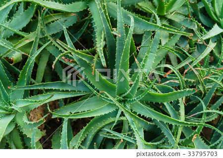 aloe plant in glasshouse 33795703
