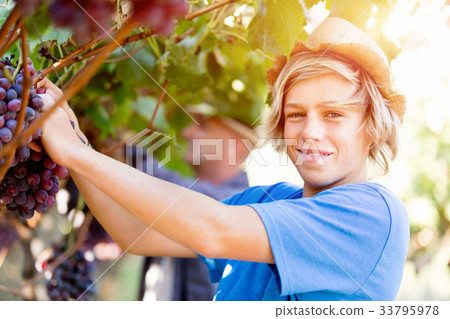 Boy in vineyard 33795978