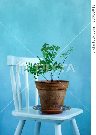 fern in the vintage pot fern in the vintage pot 33796015