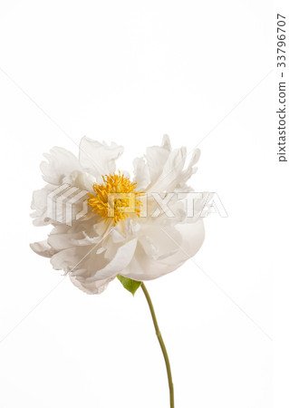 peony flower peony flower 33796707