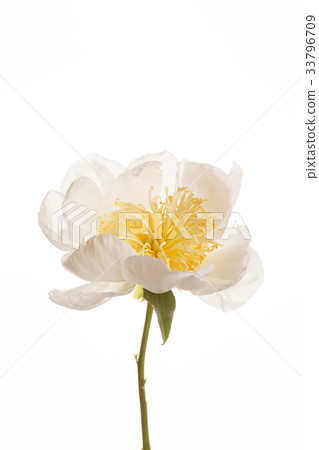 peony flower peony flower 33796709
