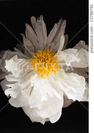 peony on the black background 33796793
