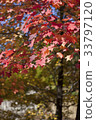 Autumn Tree Foliage 33797120