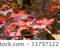 Autumn Foliage 33797122