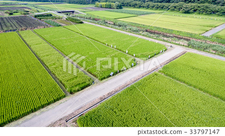 航拍照片夏天的Numanuma稻田 航拍照片夏天的Numanuma稻田 33797147