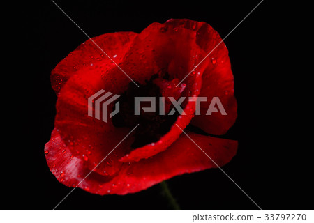 poppy flower on the black background poppy flower on the black background 33797270