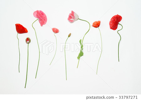 poppy flowers 33797271