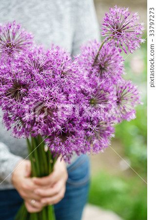 allium flowers allium flowers 33797273