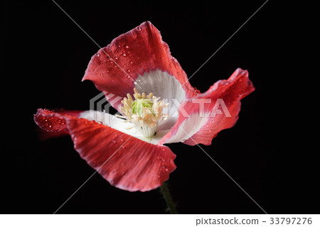 poppy flower on the black background poppy flower on the black background 33797276