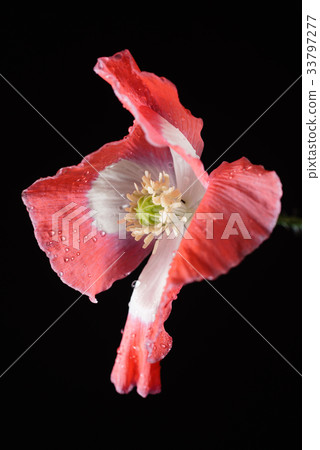 poppy flower on the black background poppy flower on the black background 33797277