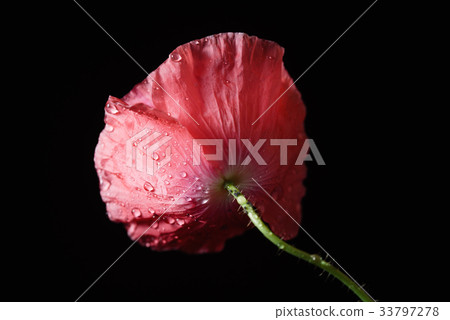 poppy flower on the black background 33797278