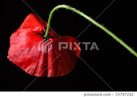 poppy flower on the black background poppy flower on the black background 33797282