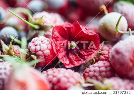 frozen berries 33797283