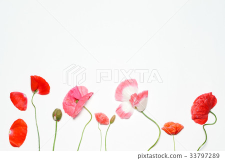 poppy flowers poppy flowers 33797289