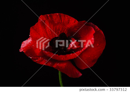 poppy flower on the black background 33797312