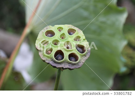 蓮花皇冠 蓮花皇冠 33801782