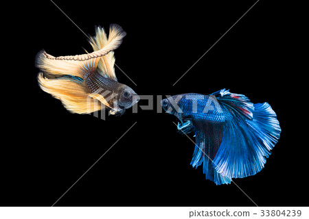 Siamese yellow and blue color fighting fish Siamese yellow and blue color fighting fish 33804239