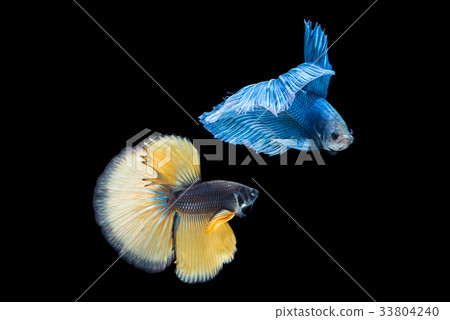 Siamese yellow and blue color fighting fish Siamese yellow and blue color fighting fish 33804240