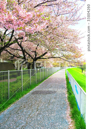 都市農業公園櫻花視圖 33804260