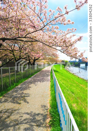 都市農業公園櫻花視圖 33804262