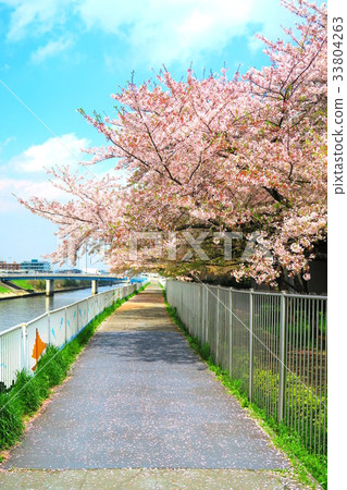 都市農業公園櫻花視圖 33804263