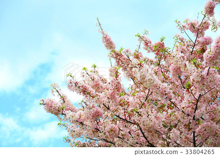 都市農業公園櫻花視圖 33804265