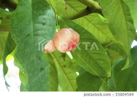 Rembo的果實 33804584