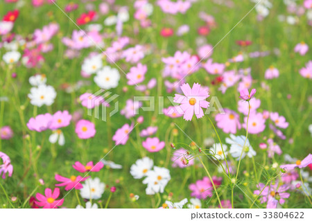  宇宙領域 33804622