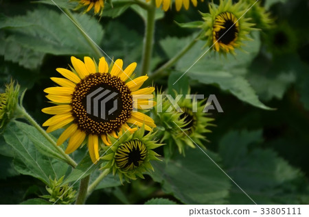 sunflower	 33805111