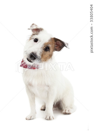 Puppy  jack russel terrier dog on the white  33805404