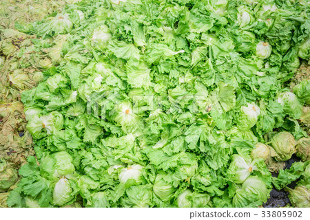 Farmland landscape, discarded lettuce. Farmland landscape, discarded lettuce. 33805902