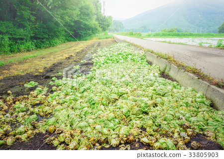 農田景觀，廢棄的生菜。 33805903