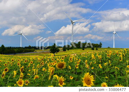 Windmill and sunflower field on the Nunobiki plateau 33806477
