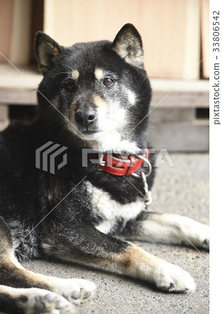 Animal Animal 33806542