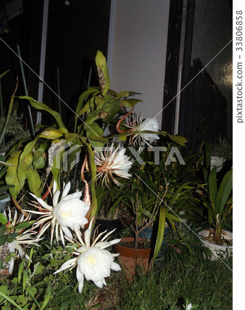 Geckavidin花在夜晚枯萎，白色的大花在夜晚 33806858