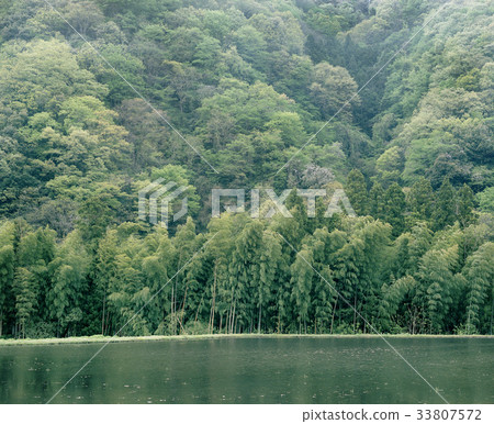 Spring rice fields Spring rice fields 33807572