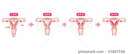 月經週期和子宮內膜的變化 33807598