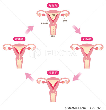 月經週期和子宮內膜的變化 33807640