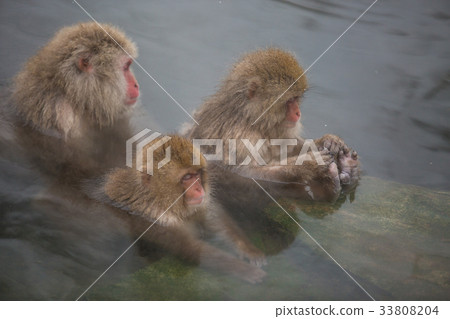 Japanese monkey stretching 33808204